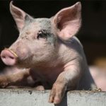 A ‘Reversible’ Form of Death? Scientists Revive Cells in Dead Pigs’ Organs