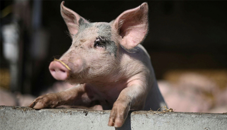 A ‘Reversible’ Form of Death? Scientists Revive Cells in Dead Pigs’ Organs